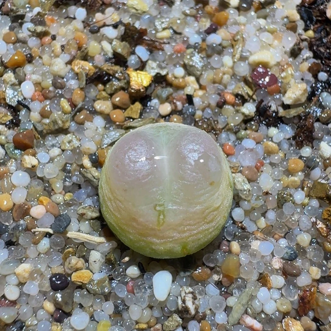 Zzz生石花肉锥1065疤特