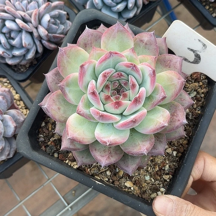 开播炸福利，好久不见3