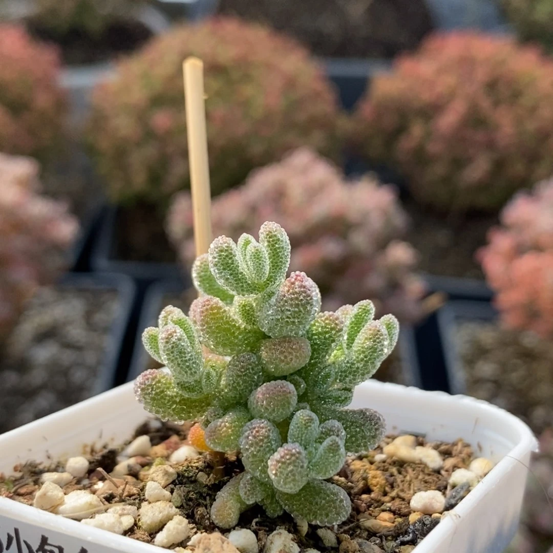 羊*疯优选冰晶5616枝干番杏