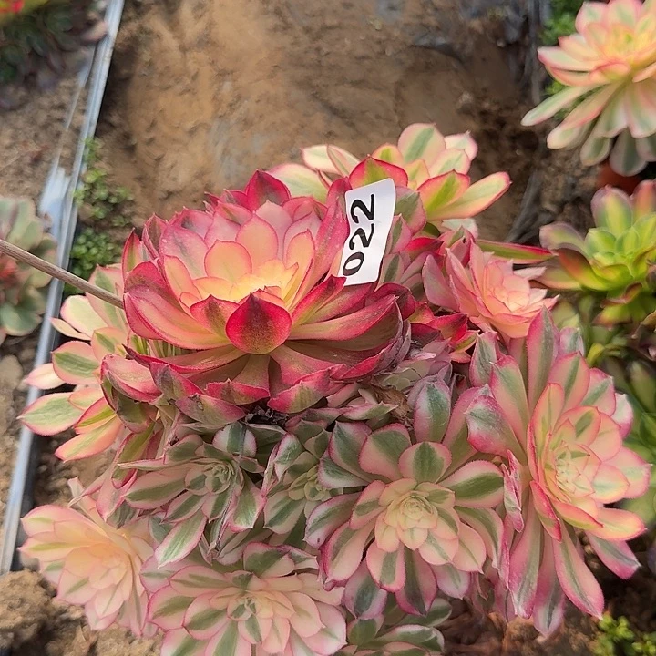 倾城022hhhhhhhhhhh