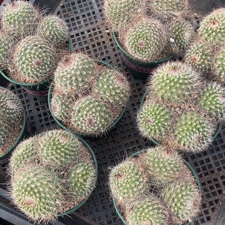 群菲秀玉加仑盆随机一盆