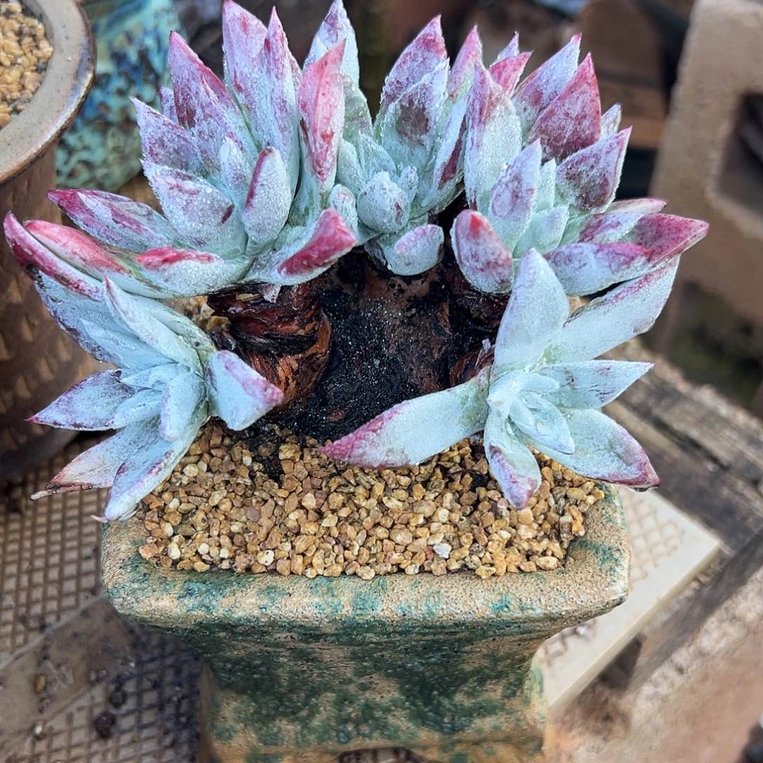 6307流丹苹果叶杂交