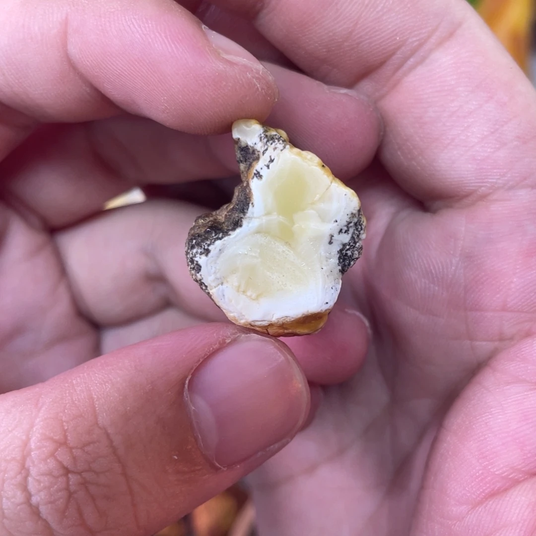 定制琥珀天然琥珀12圆珠