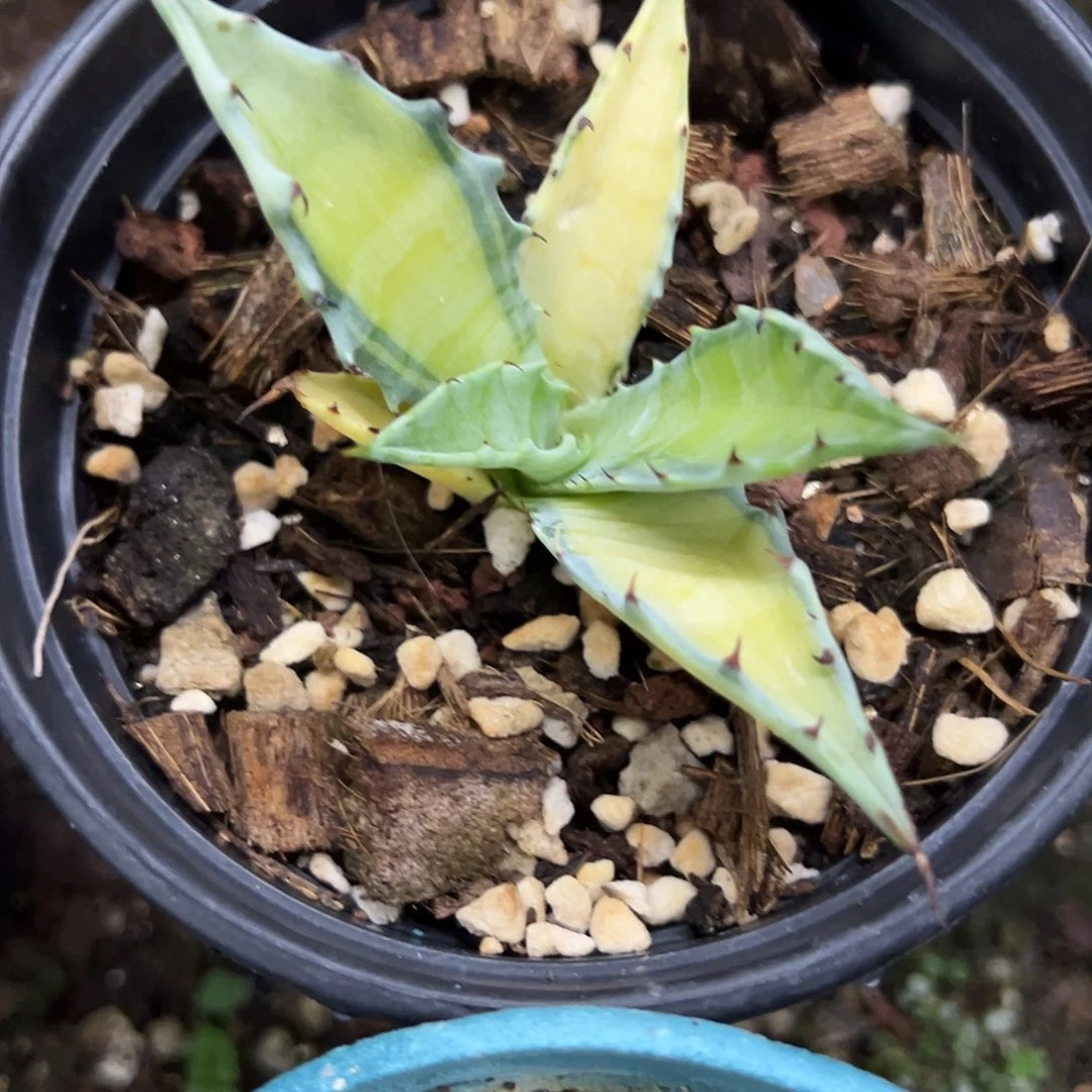 武藏坊中斑锦植物