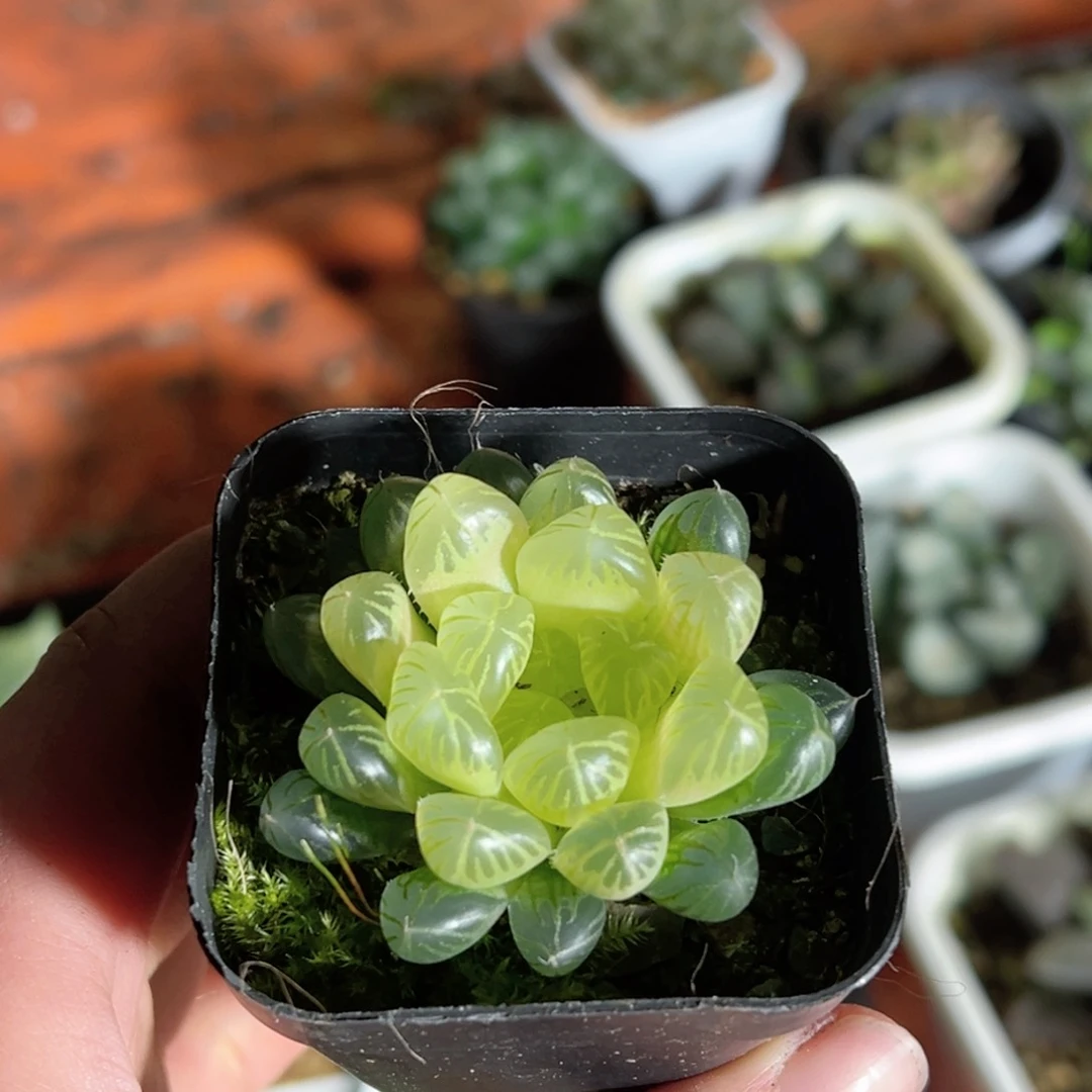 琥珀玉露多肉植物