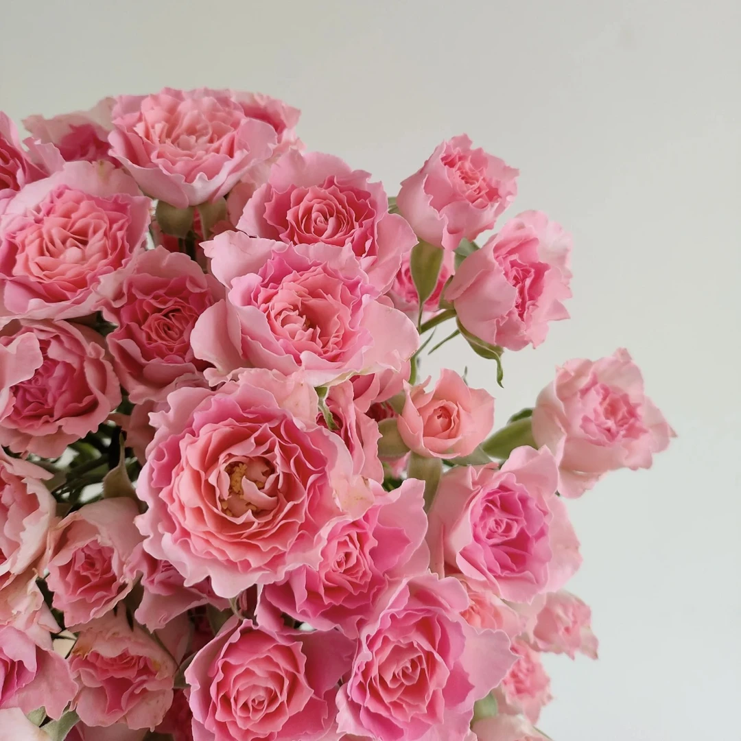 多头高雅爱人玫瑰10枝（一单中通不售后两单空运包售后）