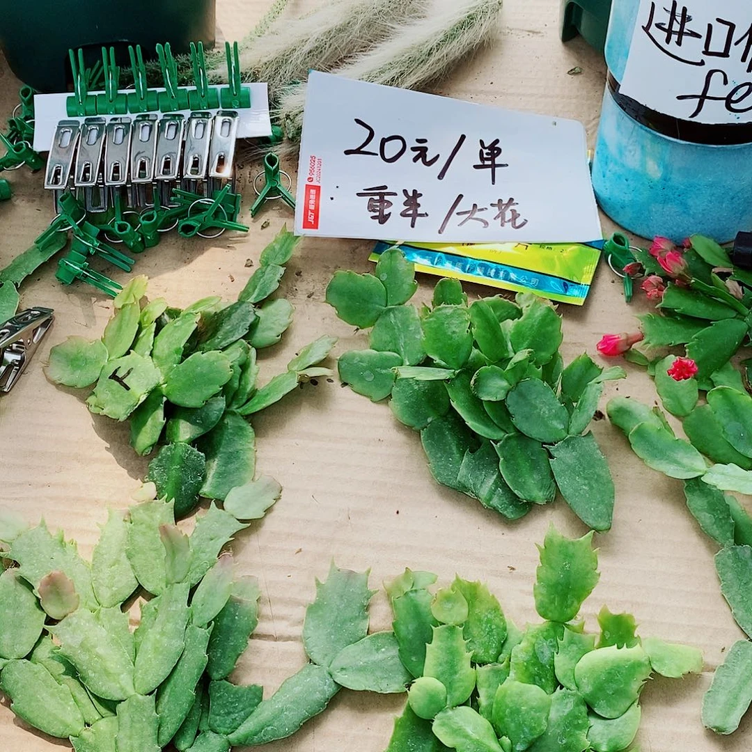 展***园无花朵叶片福利一物一拍