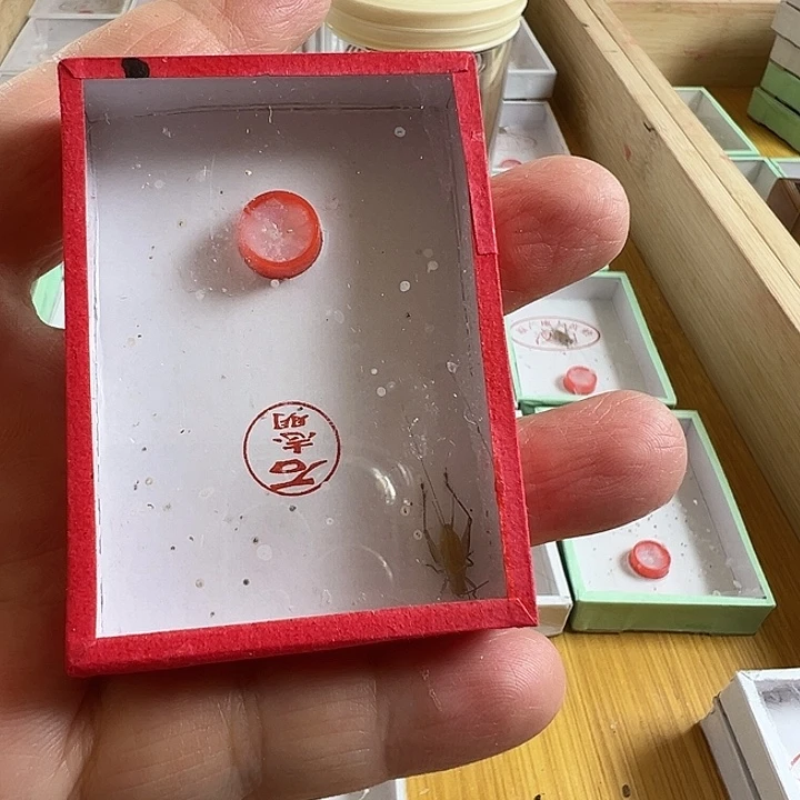 欢***一只老师大黄➕一个过虫器