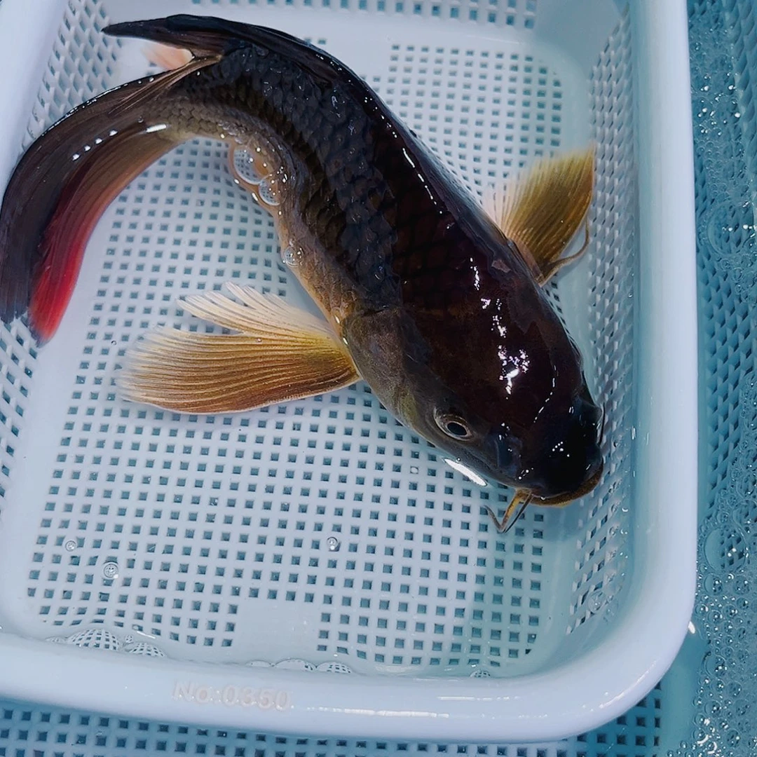 锦鲤锦鲤冷水鱼观赏鱼130