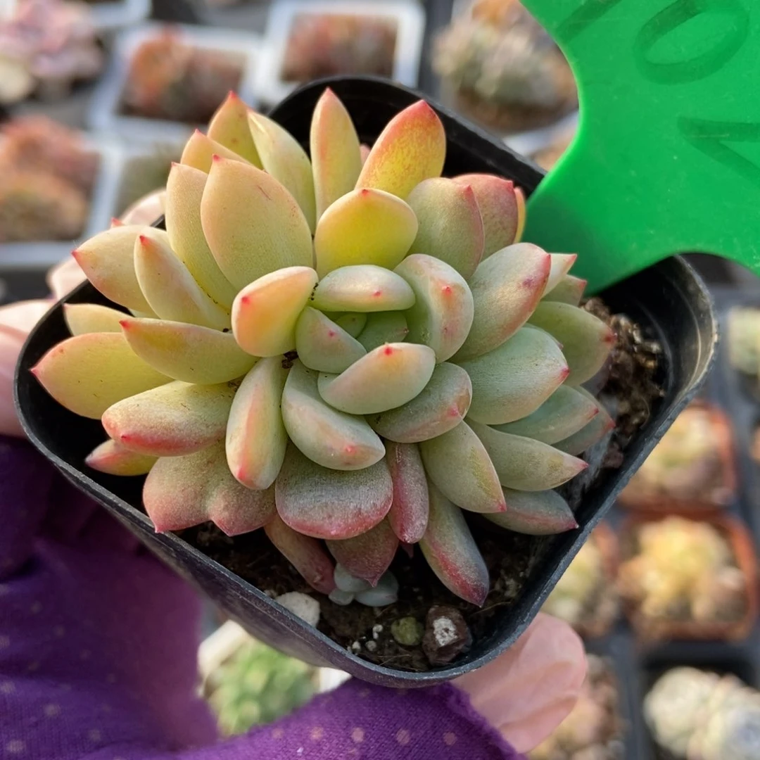 1026全明星多肉植物