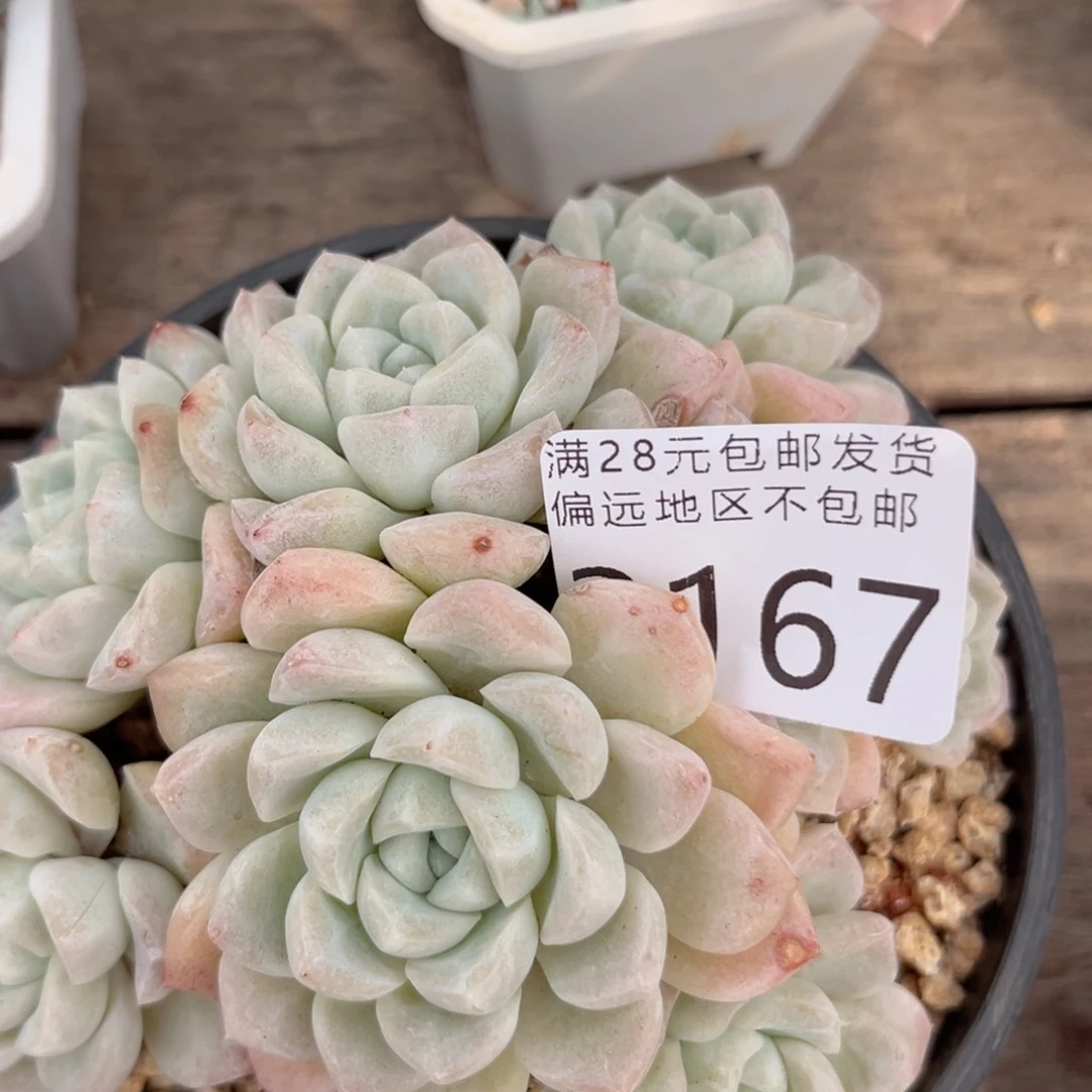 大3167huj j j j j