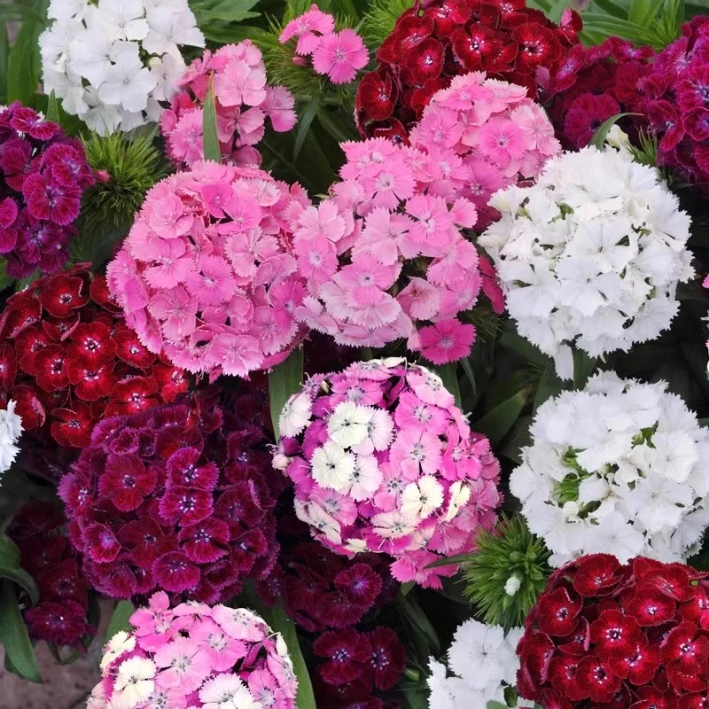 【1物1拍】霹雳石竹一加仑盆栽/绣球石竹--耐热耐寒多年生花境植物