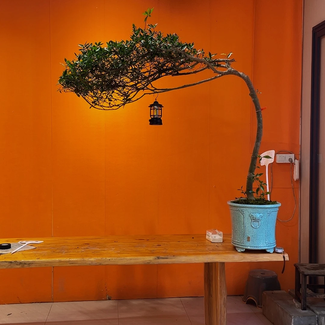 无花朵栀子花盆景