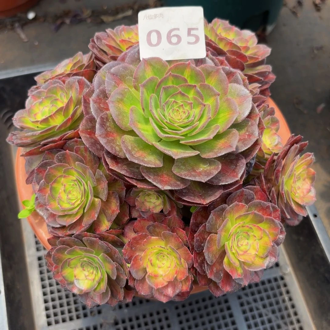 兵****》065多肉植物海王七彩