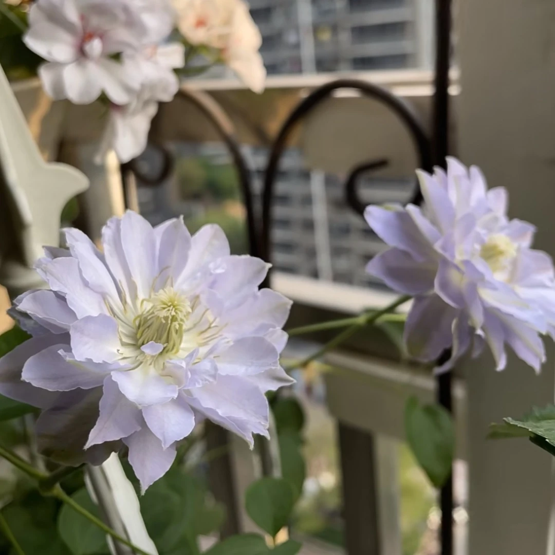 蓝坤园艺 铁线莲（琉璃）大花庭院阳台花卉铁线莲攀爬植物