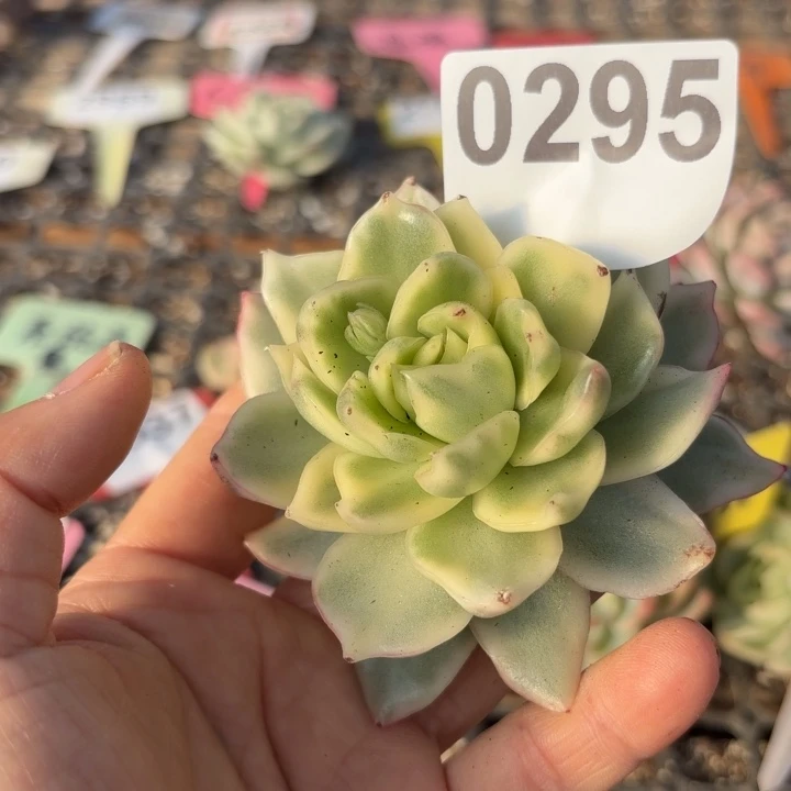 满18包邮当场凑单