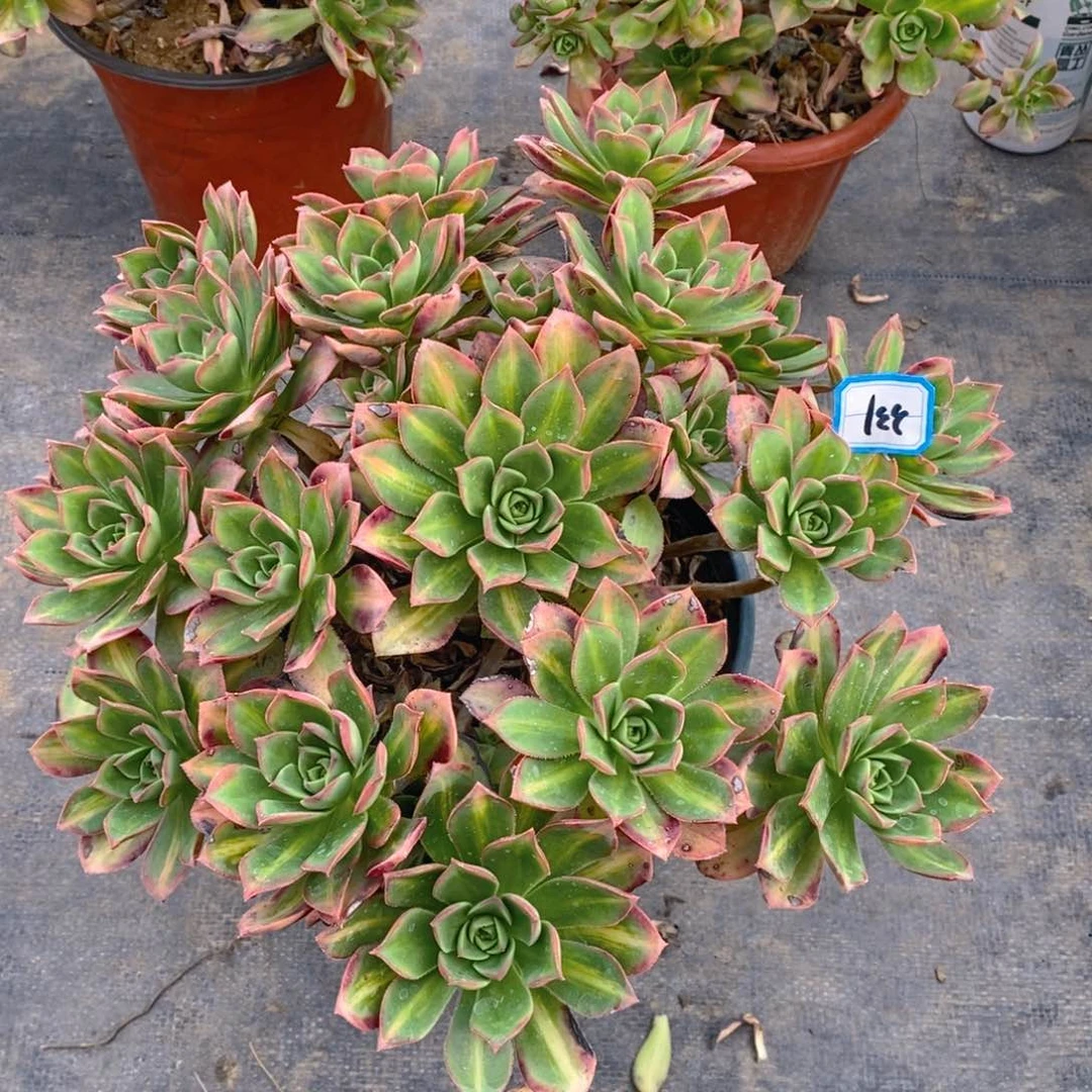 331星爆多肉法师