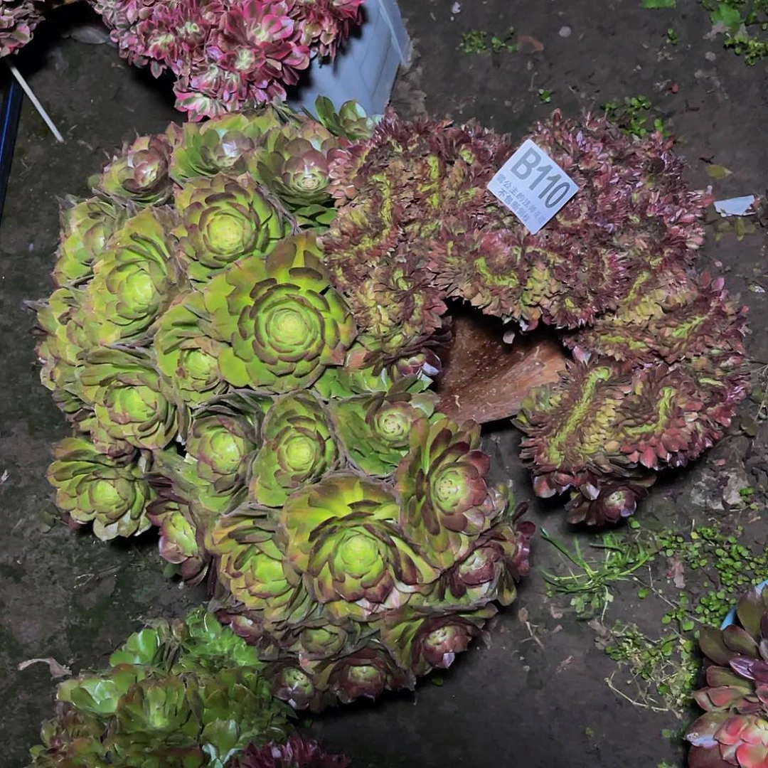 法师法师15/-29包邮法师