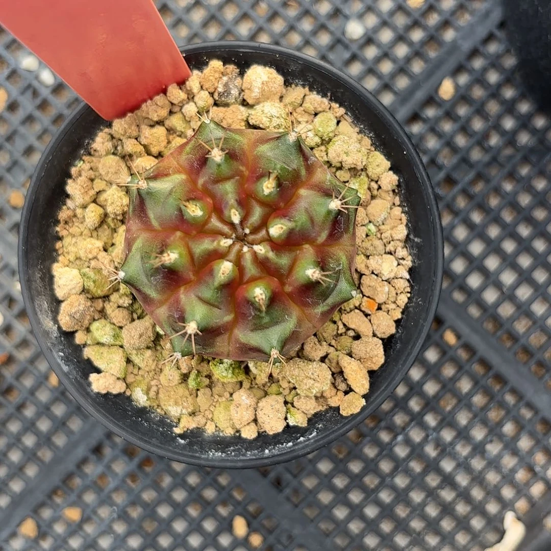 L607-1020泰国发货 失落之城