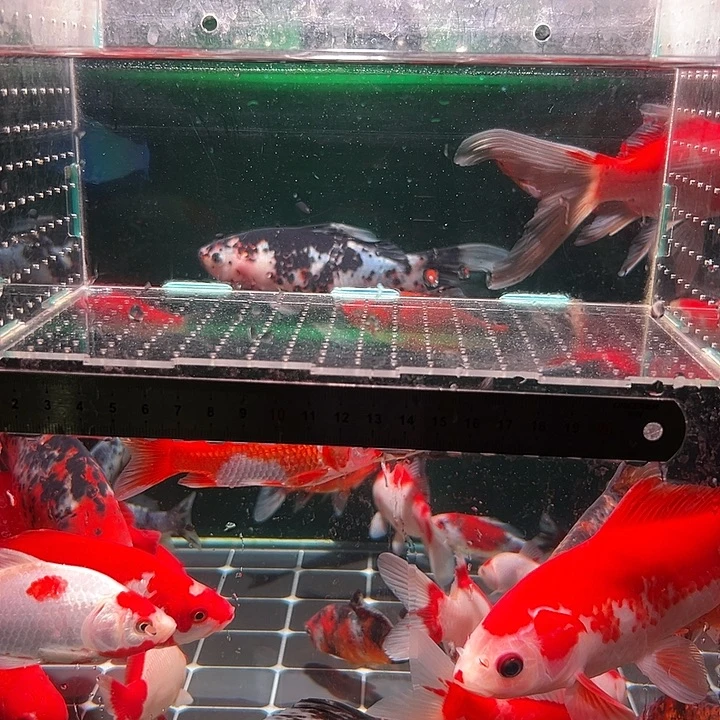 金鱼我在123456789