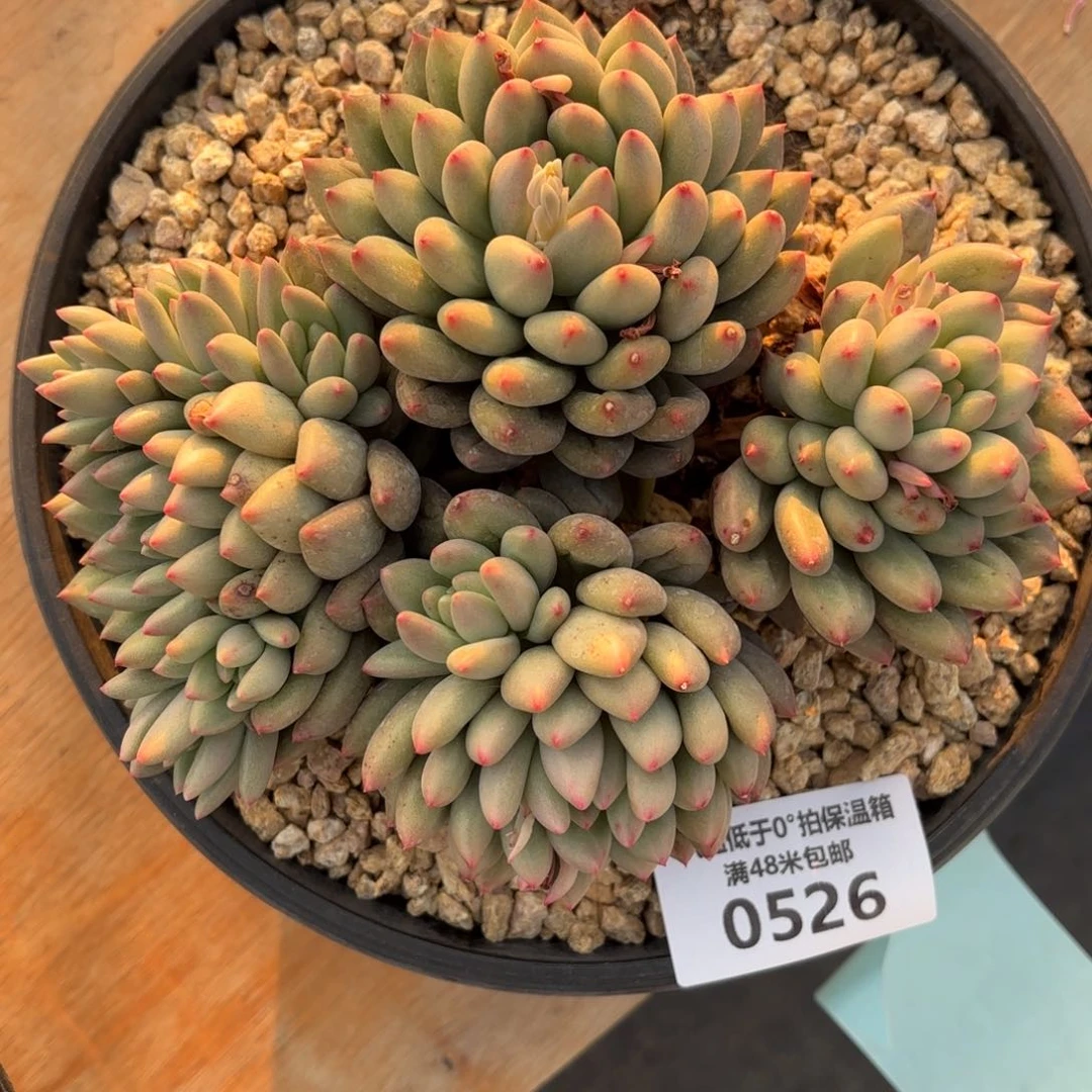 城***30526岩字美人多肉