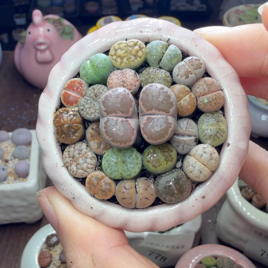 多肉植物的生长发育798