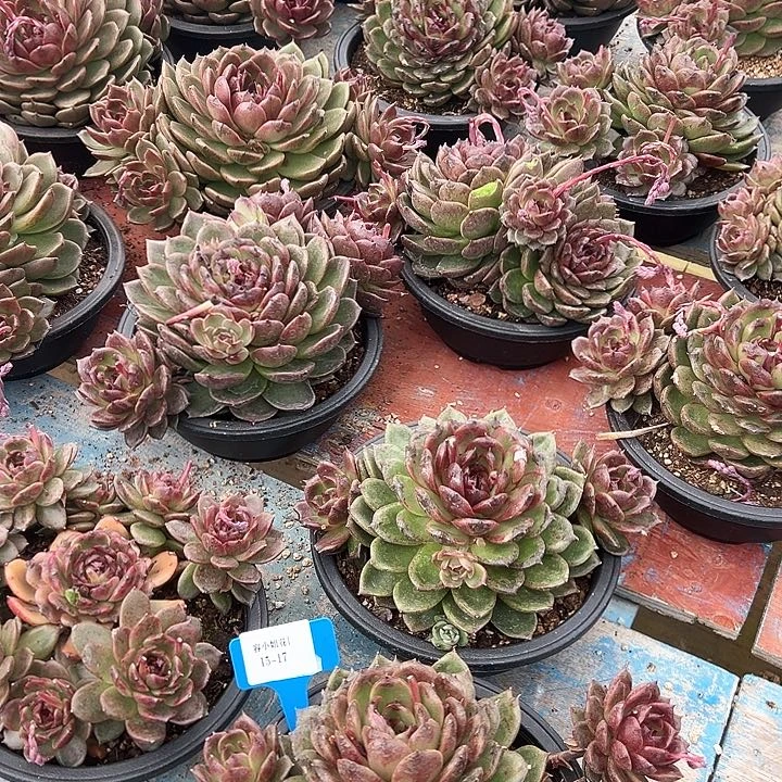 15.17黑橙一个多肉植物叶子有瑕