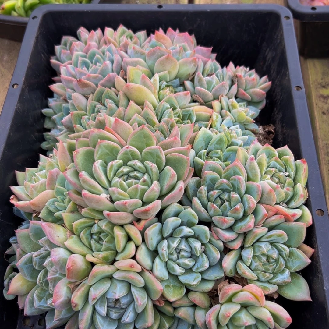 126多肉植物和植物的生长发育