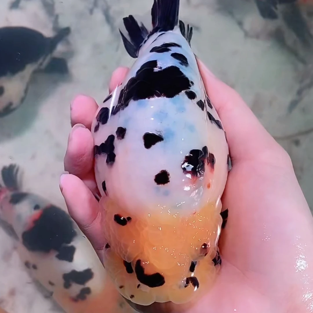 胖虎福州兰寿金鱼观赏鱼活体冷水淡水鱼顺丰到付