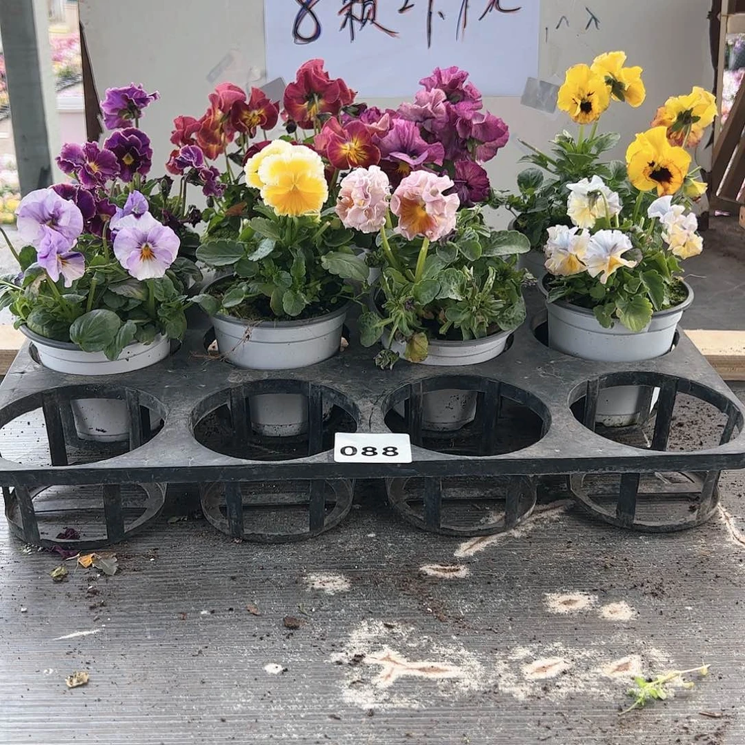 【闪购商品】088号