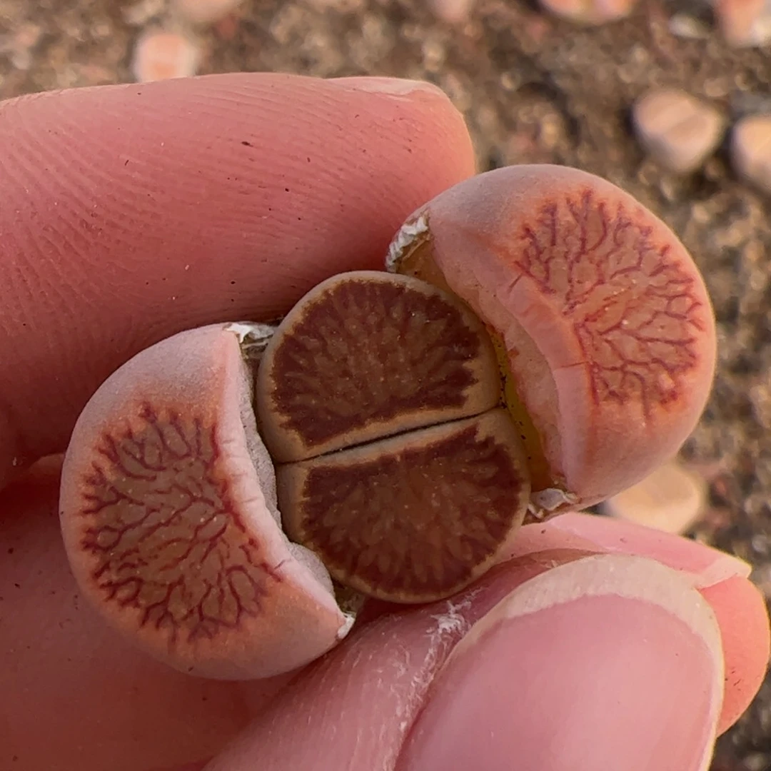 春*星空菊 多肉植物