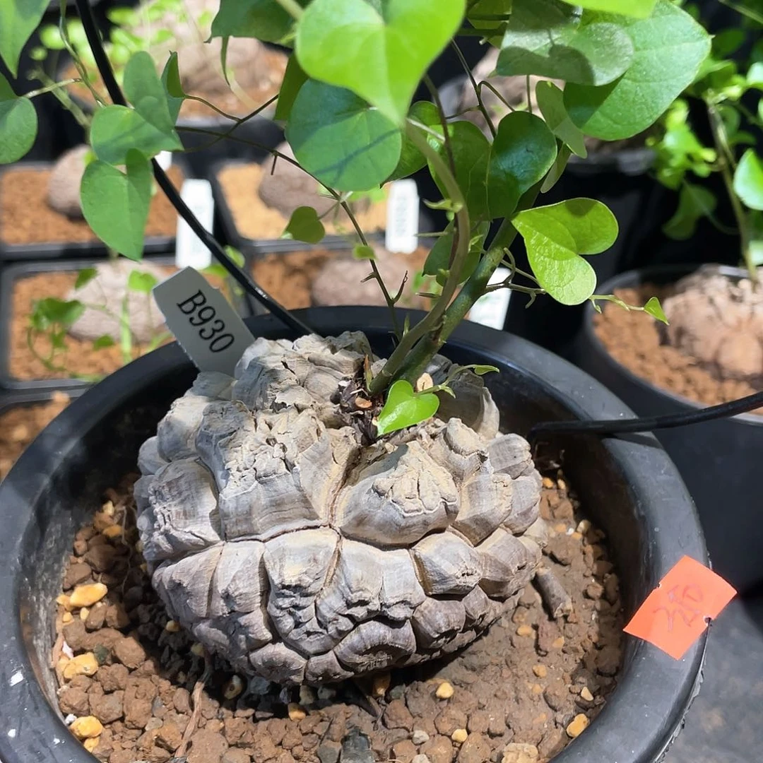 930号龟甲龙8.2公分