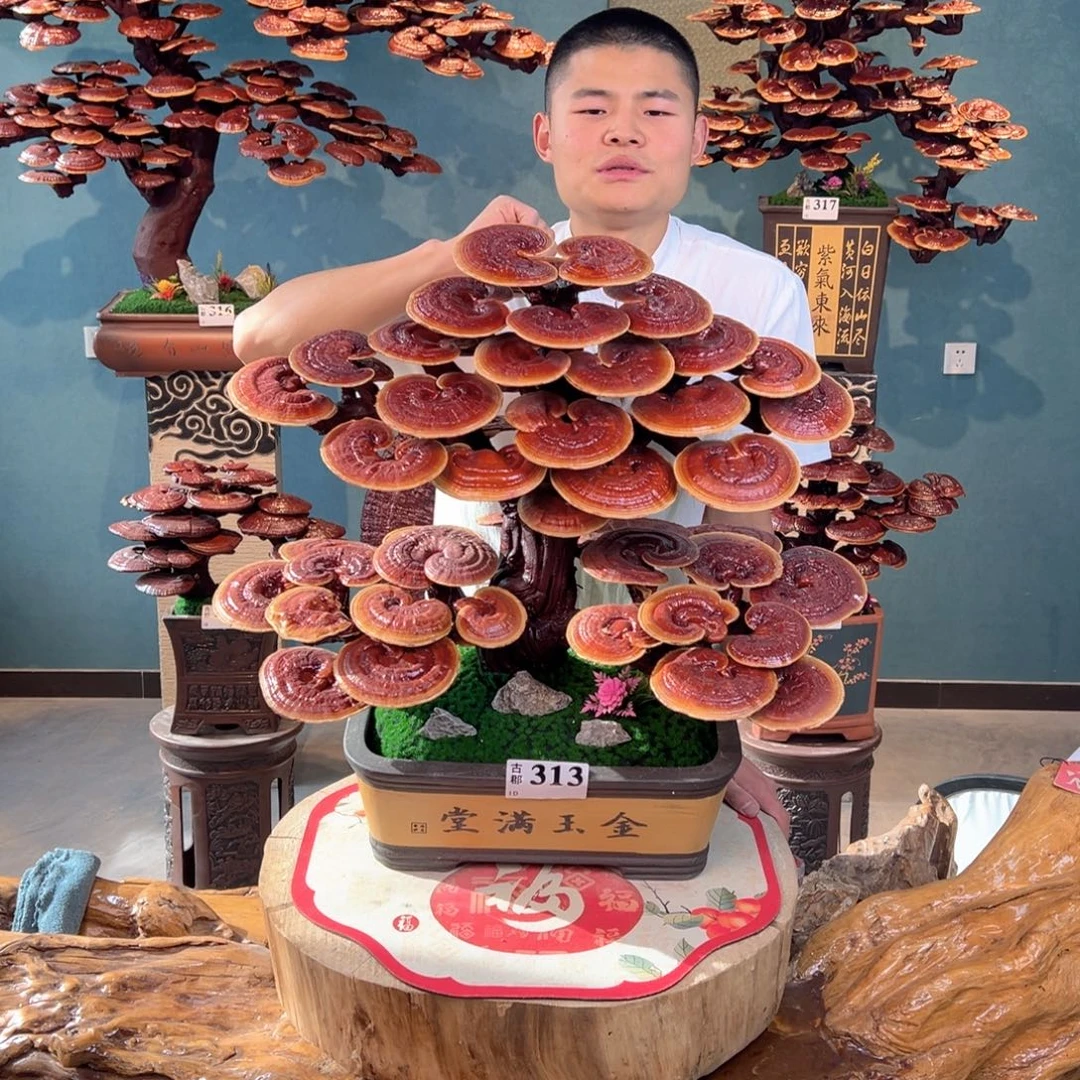 无花朵666666666666