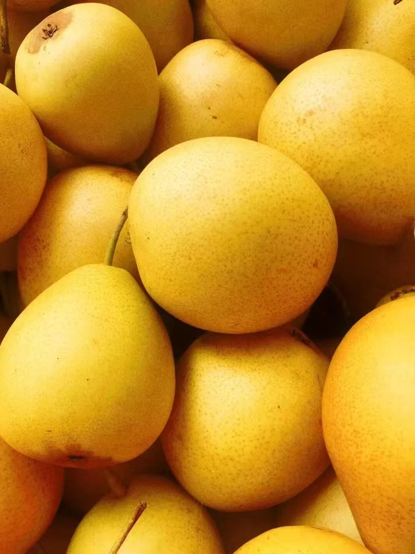 兰州特产皮薄脆甜肉质细腻冬果梨