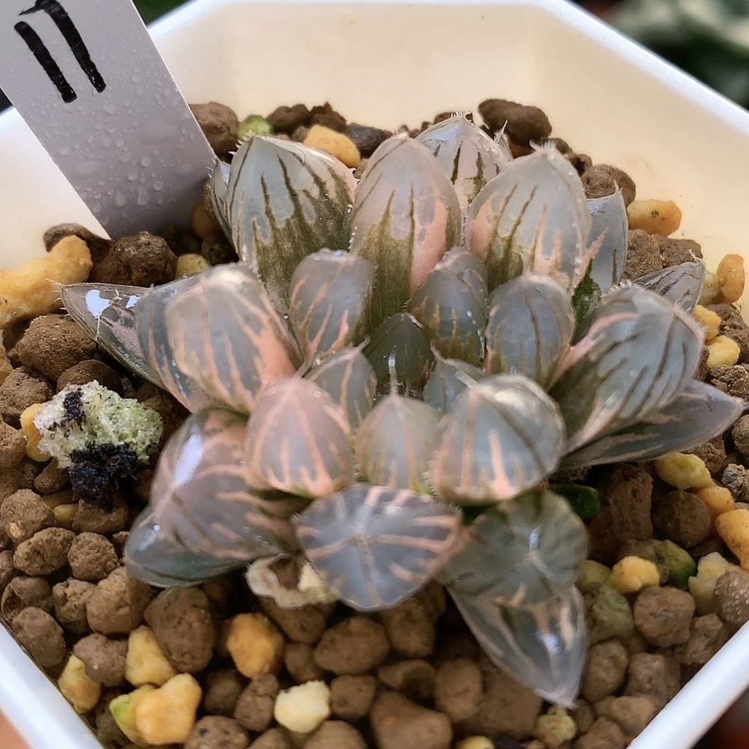 霓虹灯玉露锦带盆土发货ylj