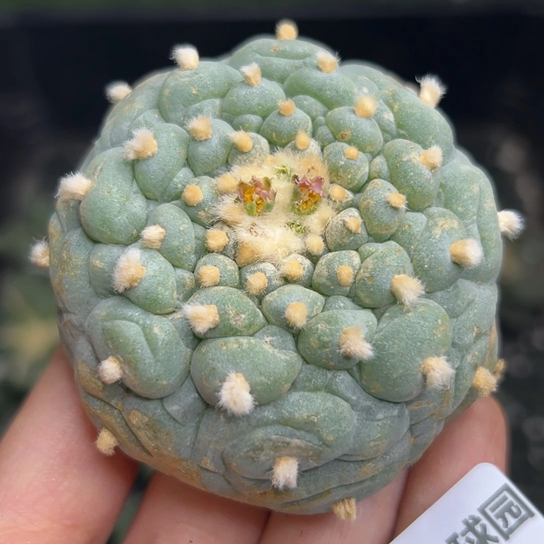 美**晴39 有根 仙人球等