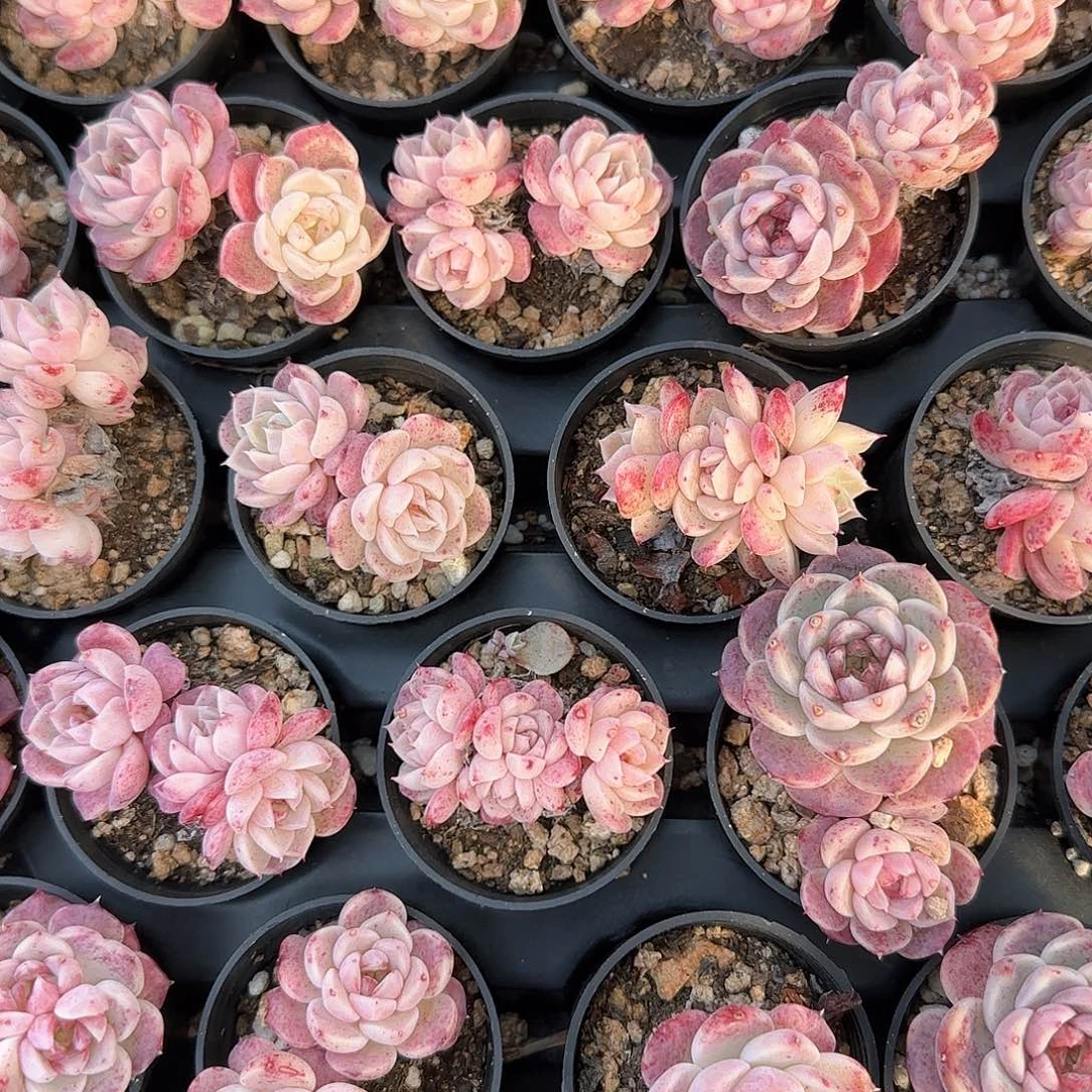 天鹅绒单双混发随机发5cm盆