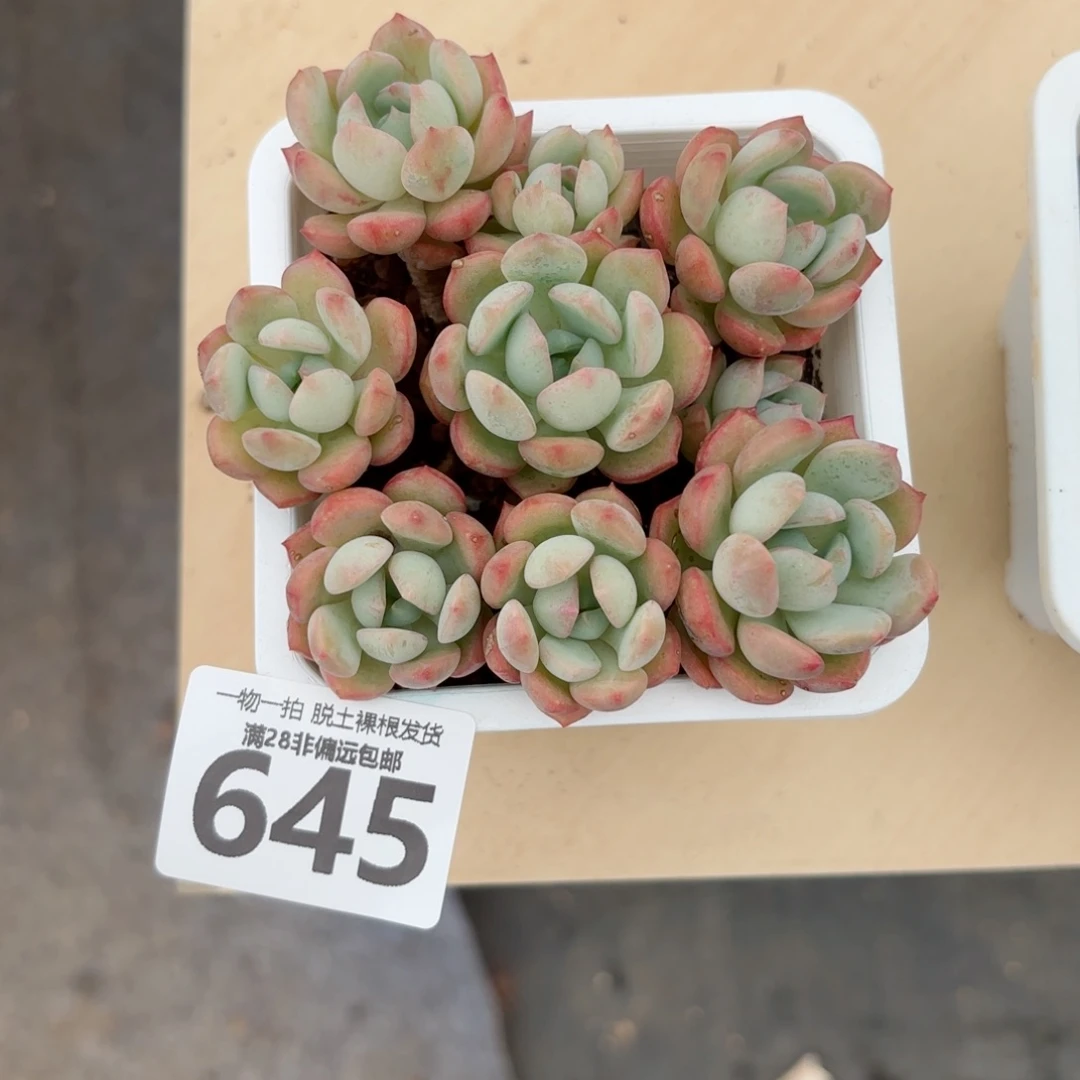 蜜桃格林老桩无盆土发货