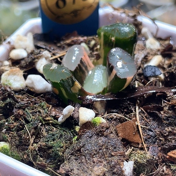 873红月亮锦一物一拍