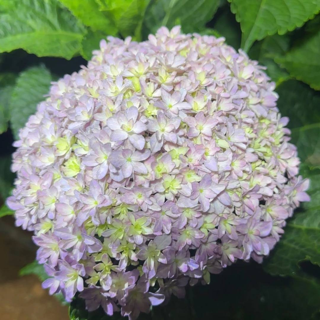 大部分花苞少量开放40