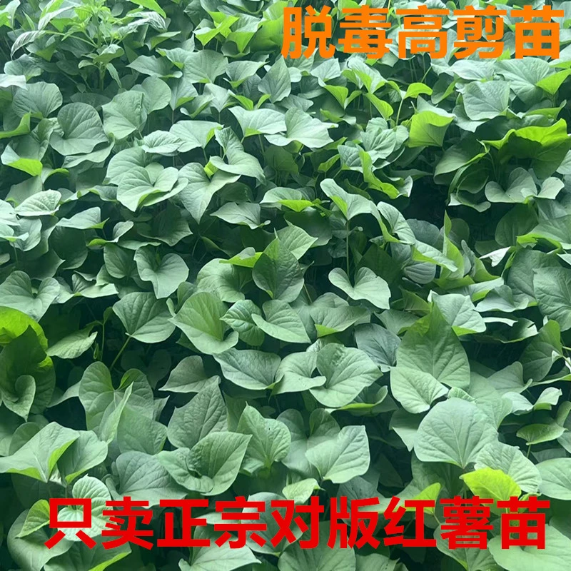 脱毒红薯苗红薯种植哈密西瓜红红瑶洛13商薯19淀粉红薯一代种苗
