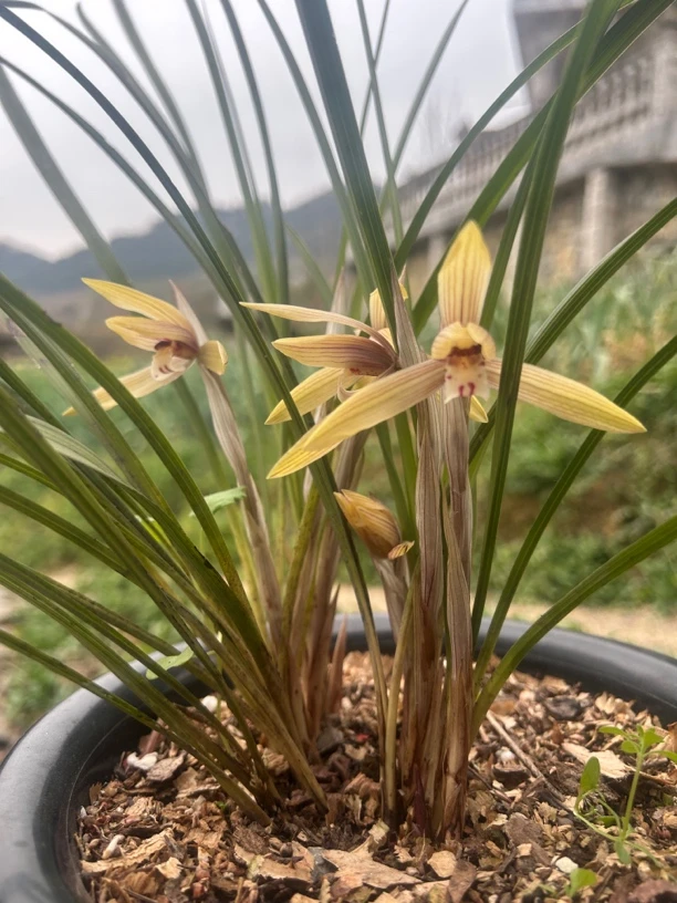 贵州朵香春兰，图片仅供参考，拍前请先联系主播