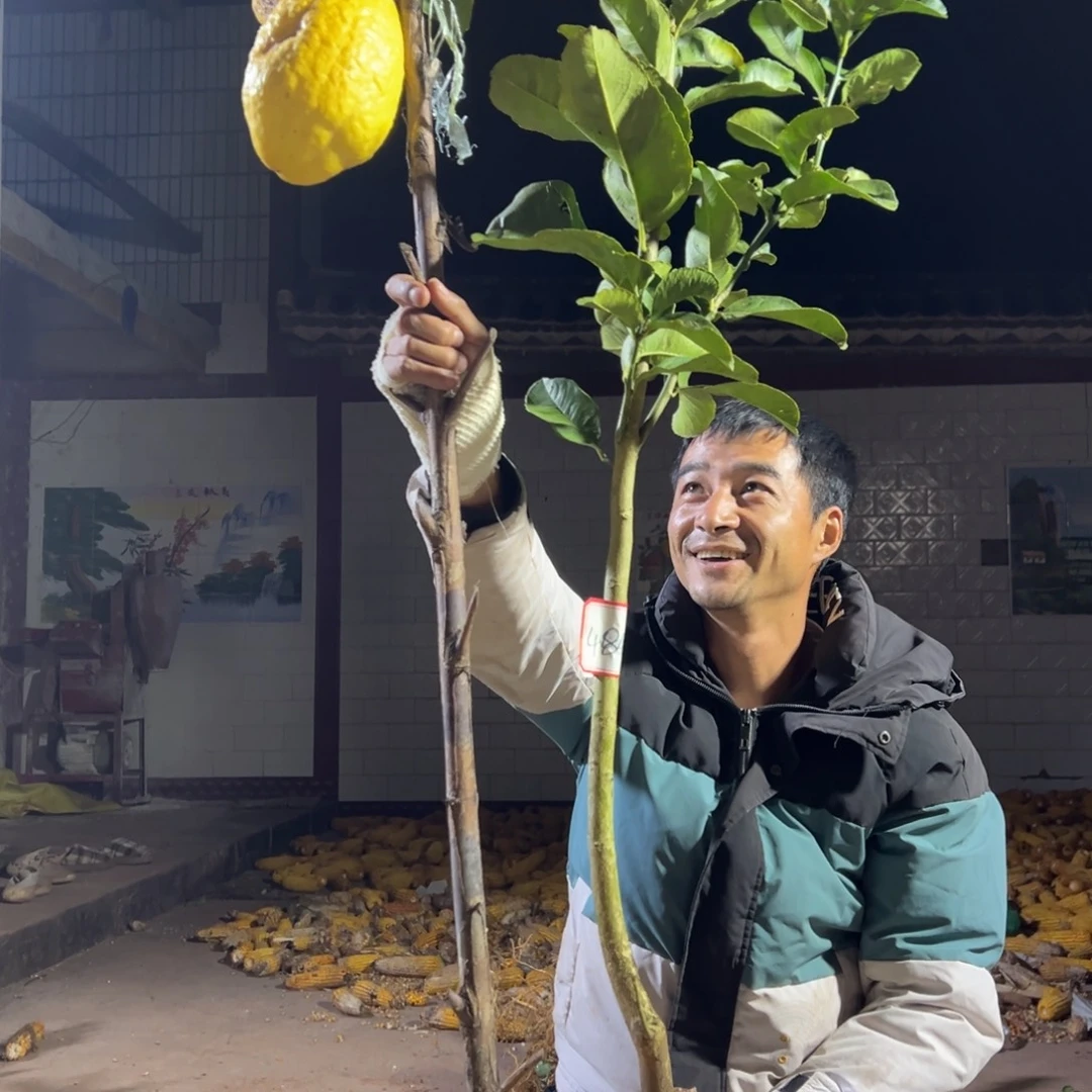 你***、无花朵4848一颗不带果发货