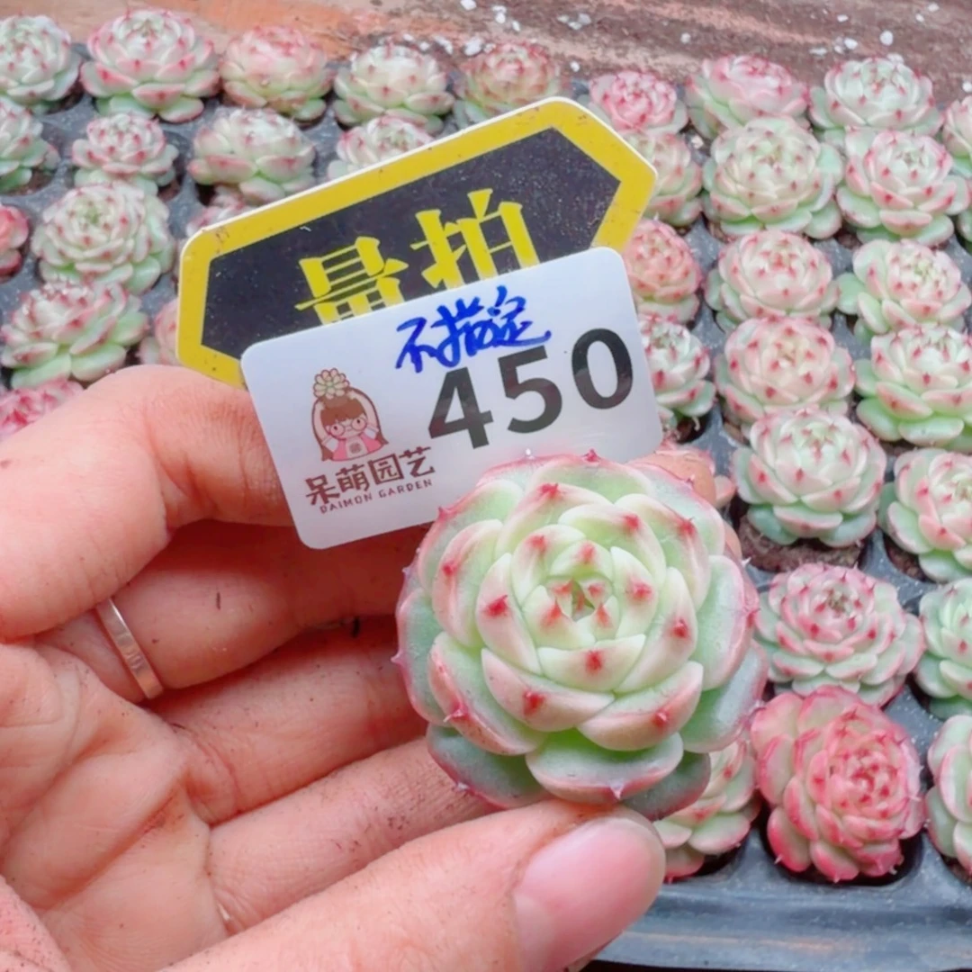 多肉植物多肉植物