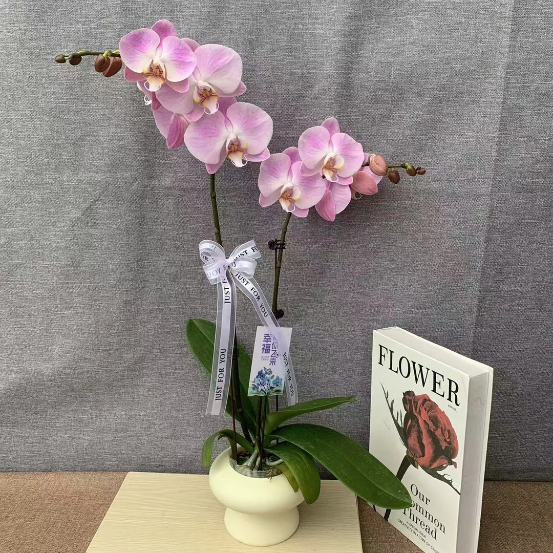 鲜花【半岛铁盒】蝴蝶兰室内花卉带花发货桌面阳台四季观花植物