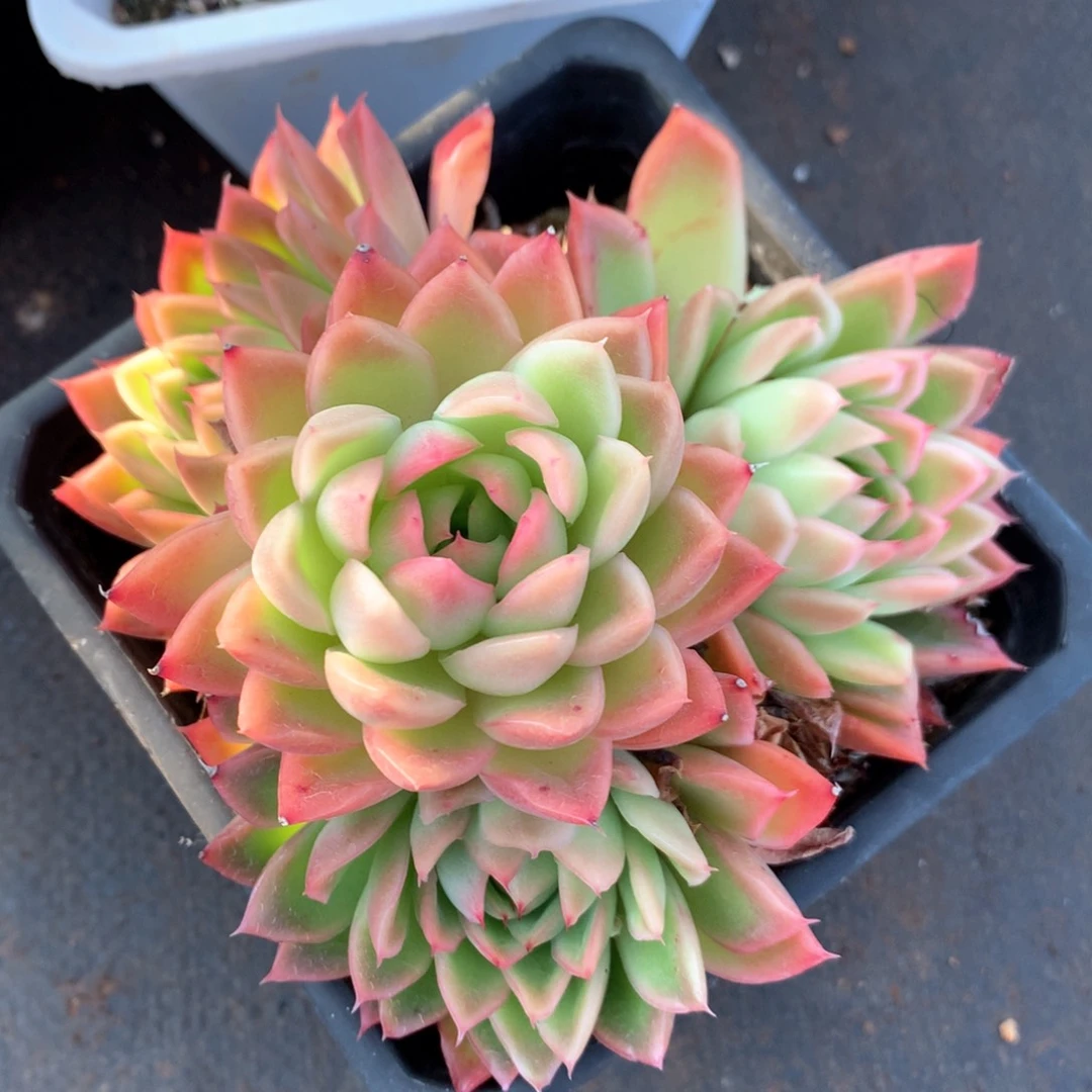 3132杂交多肉植物基地