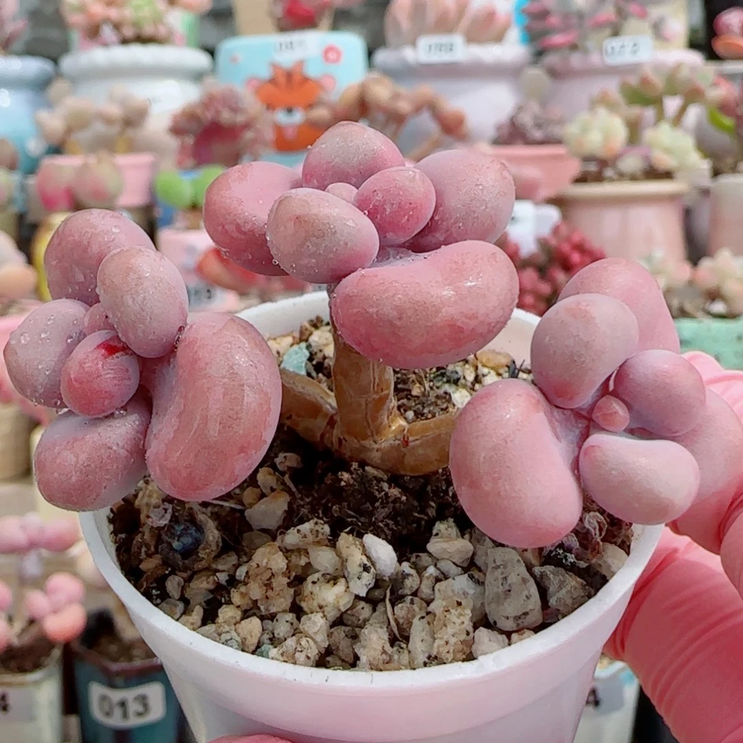 粉粉桃蛋 盆口3cm