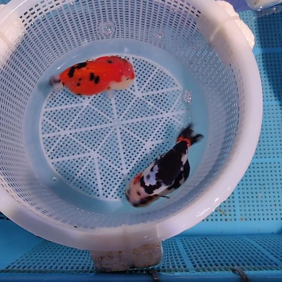 金鱼120兰寿两只特价顺丰包邮