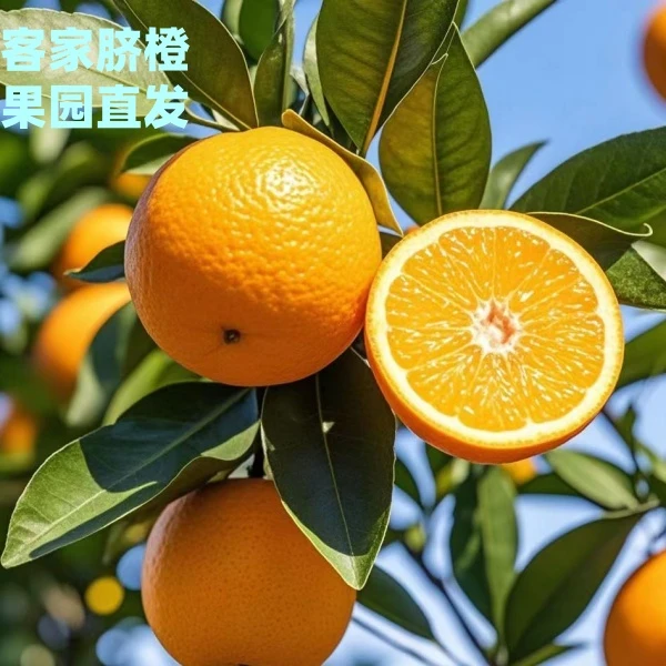 现摘赣州原产地信丰脐橙20斤孕妇新鲜水果甜橙子正宗赣南脐橙批发