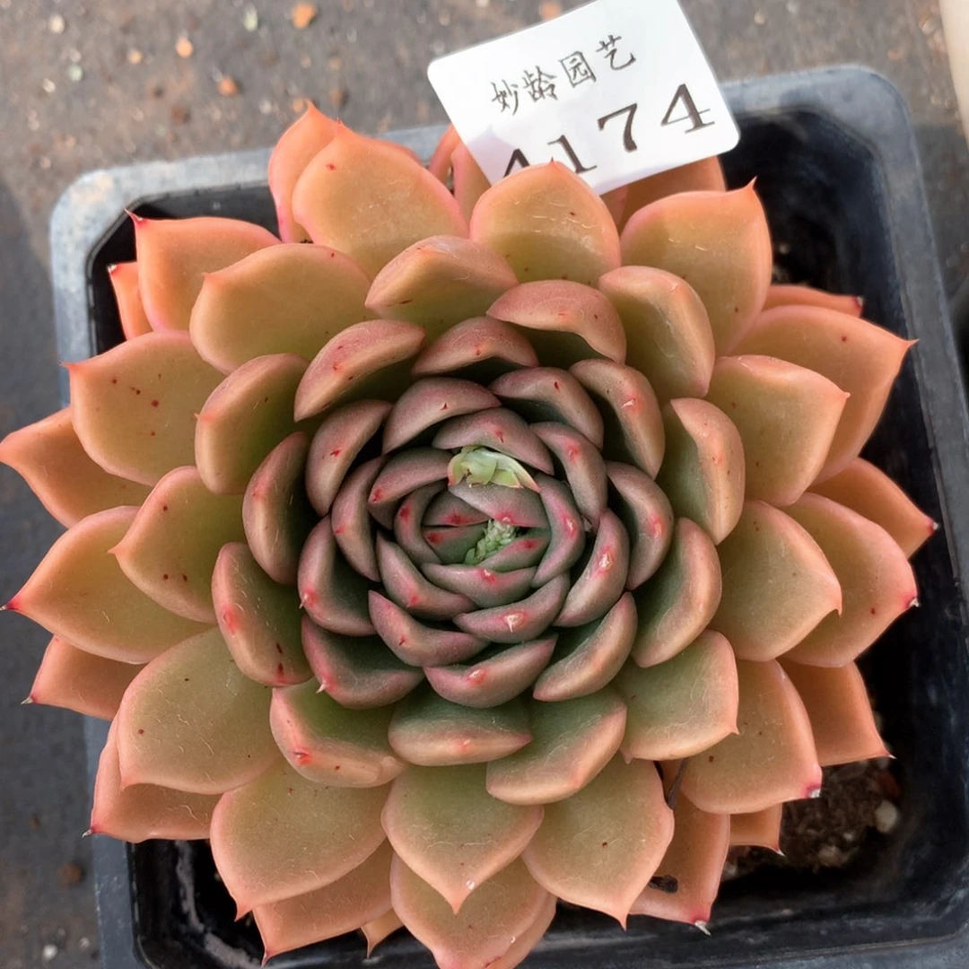 4174杂交多肉植物